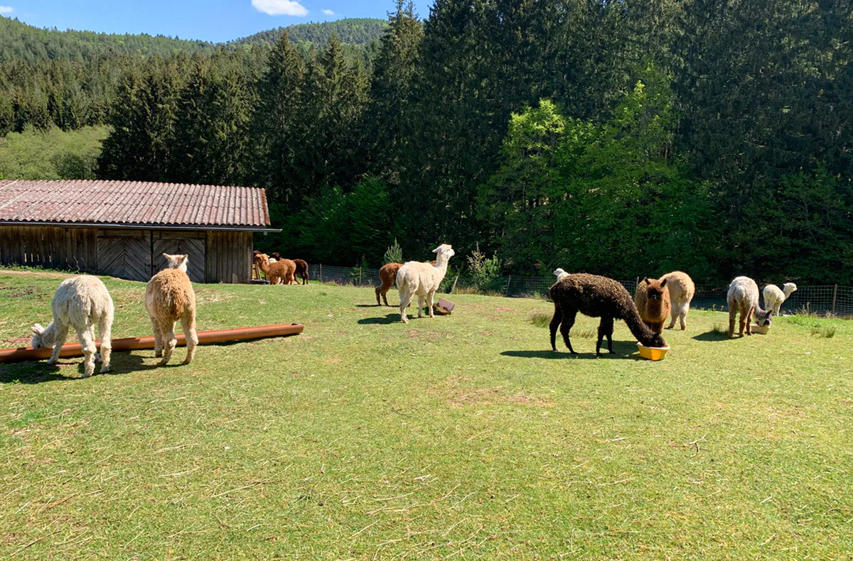 Yoga auf Alpaka Weide Neckargerach - 2