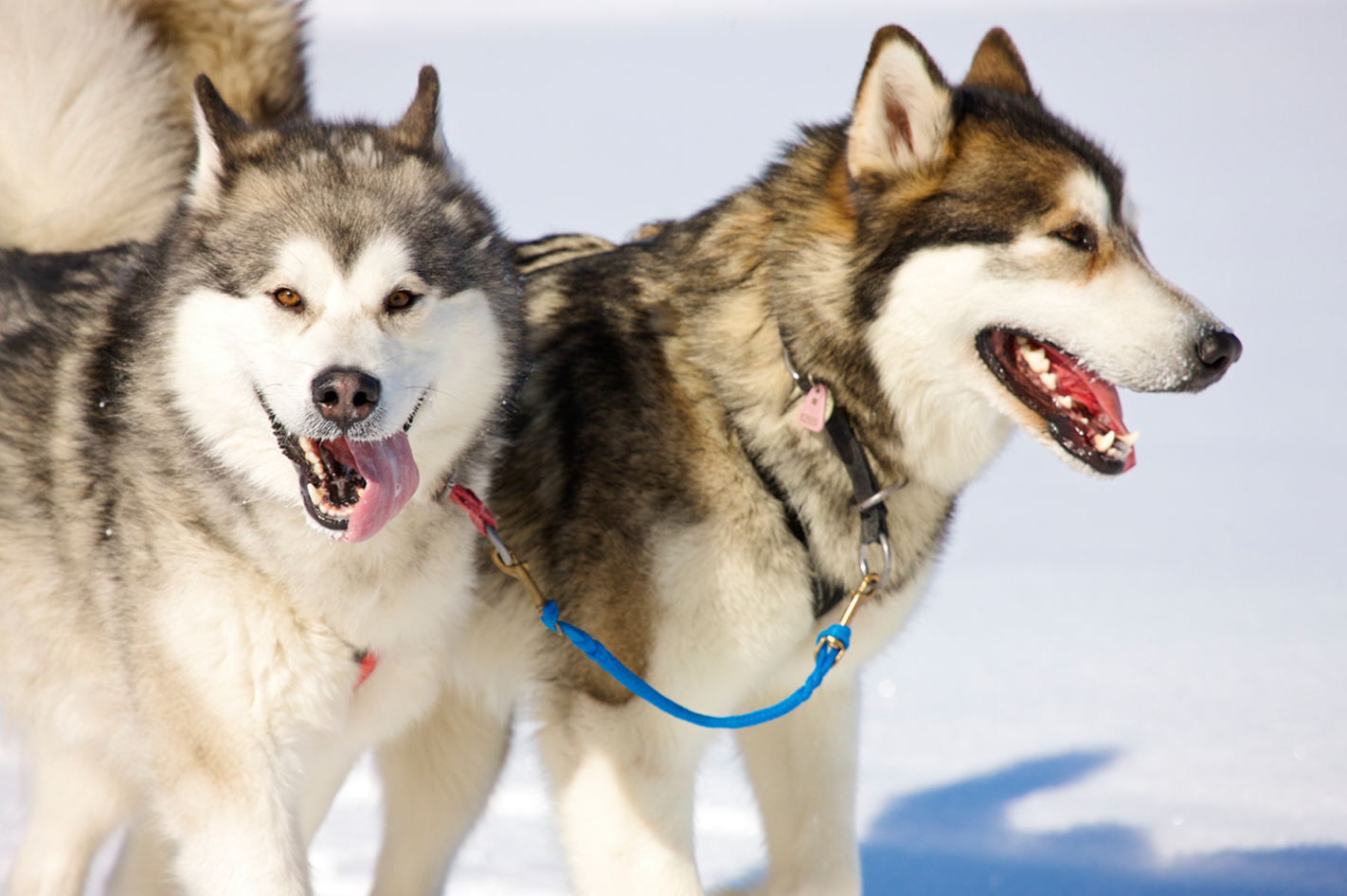 Husky Schlitten Tour