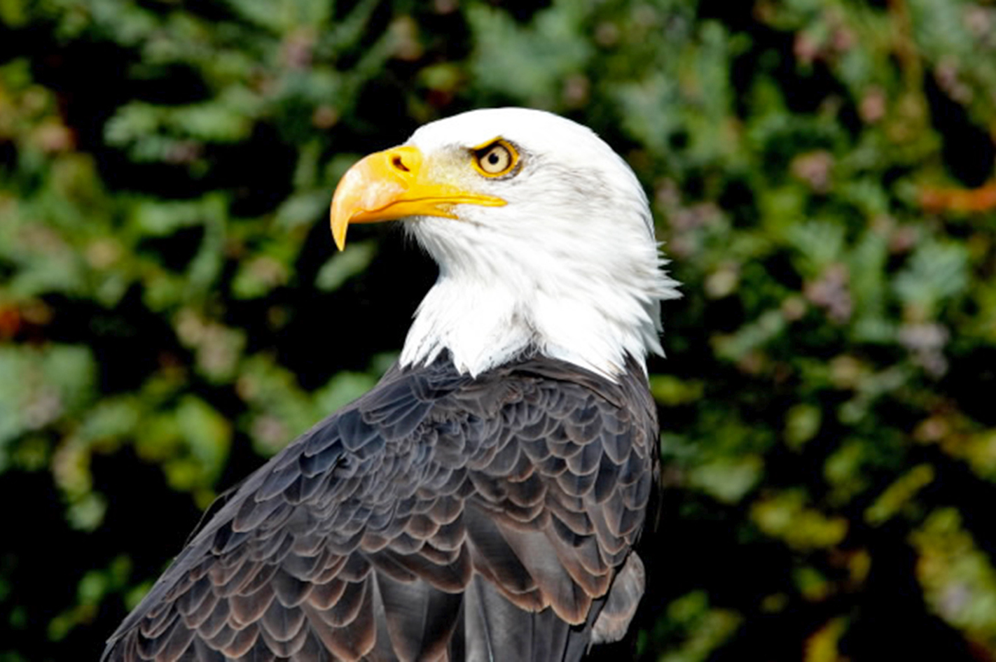 Falkner-Tag mit Weißkopfseeadler und Co