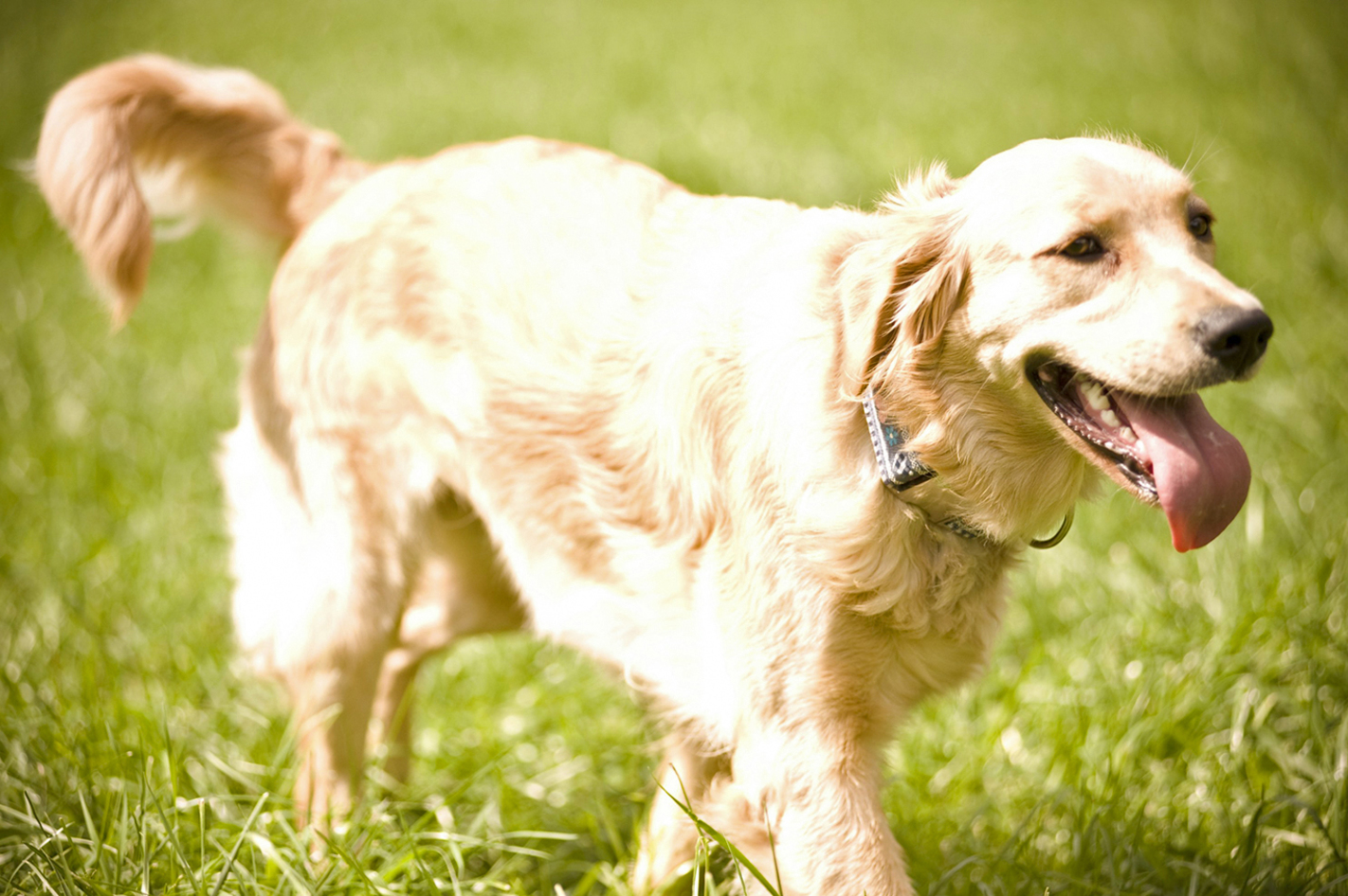 Hundeschule