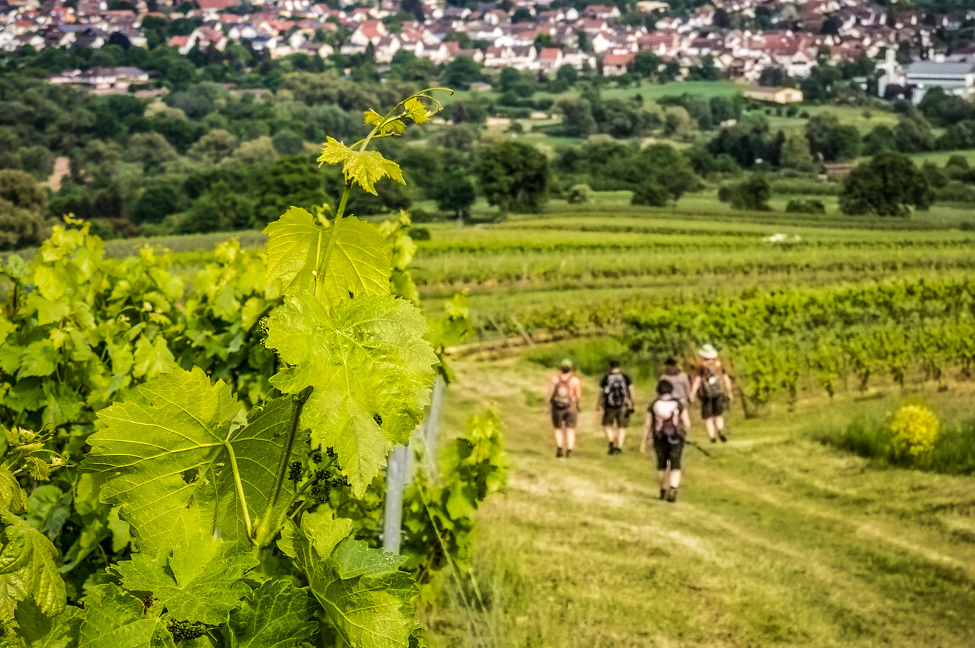 Weinbergwanderung & 3-Gänge-Menü in Mittelfranken Markt Nordheim