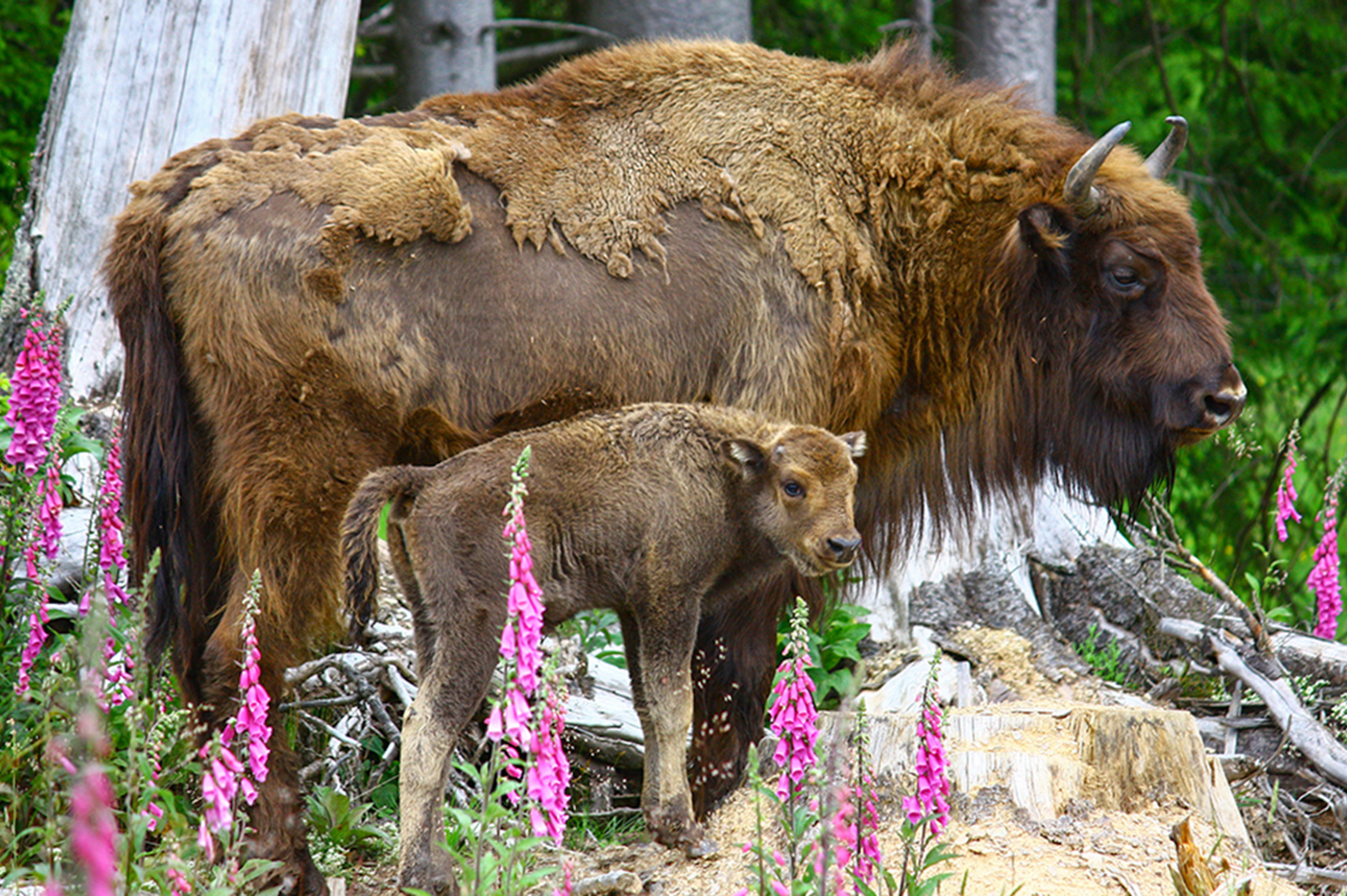 Kurzurlaub mit Wisent-Park Besuch im Sauerland für 2 in Bad Laasphe