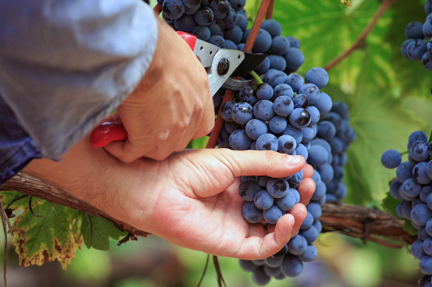 Weinbergtour mit Verkostung in Zürich in Zürich - Au