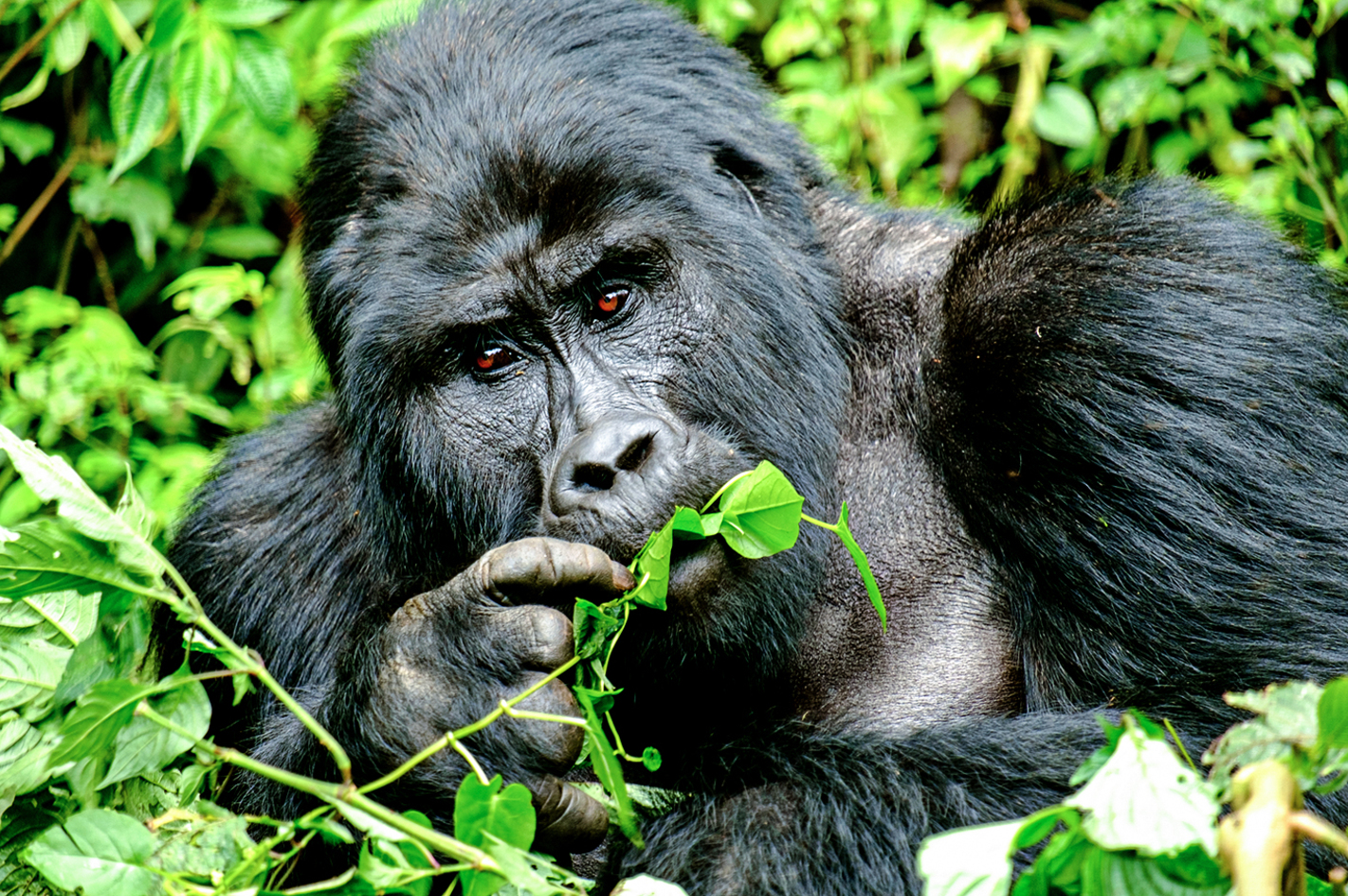 Gorilla Trekking in Uganda (5 Tage) – Begeben Sie sich auf die Spuren der größten Artverwandten der Menschen.