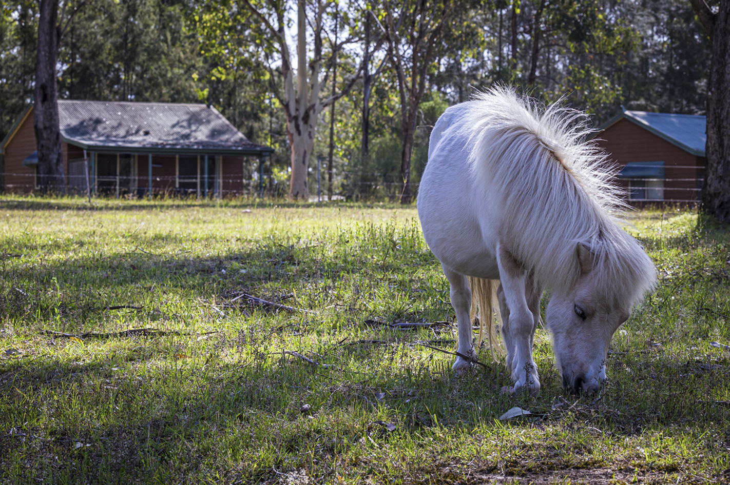Ponyhof Erlebnistag