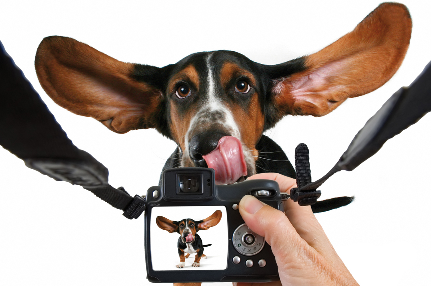 Hunde-Fotoshooting