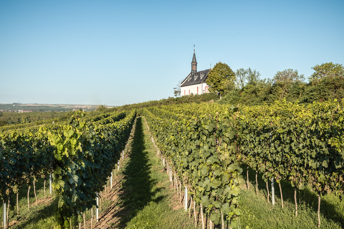 Wildkräuterwanderung durch die Weinberge Worms