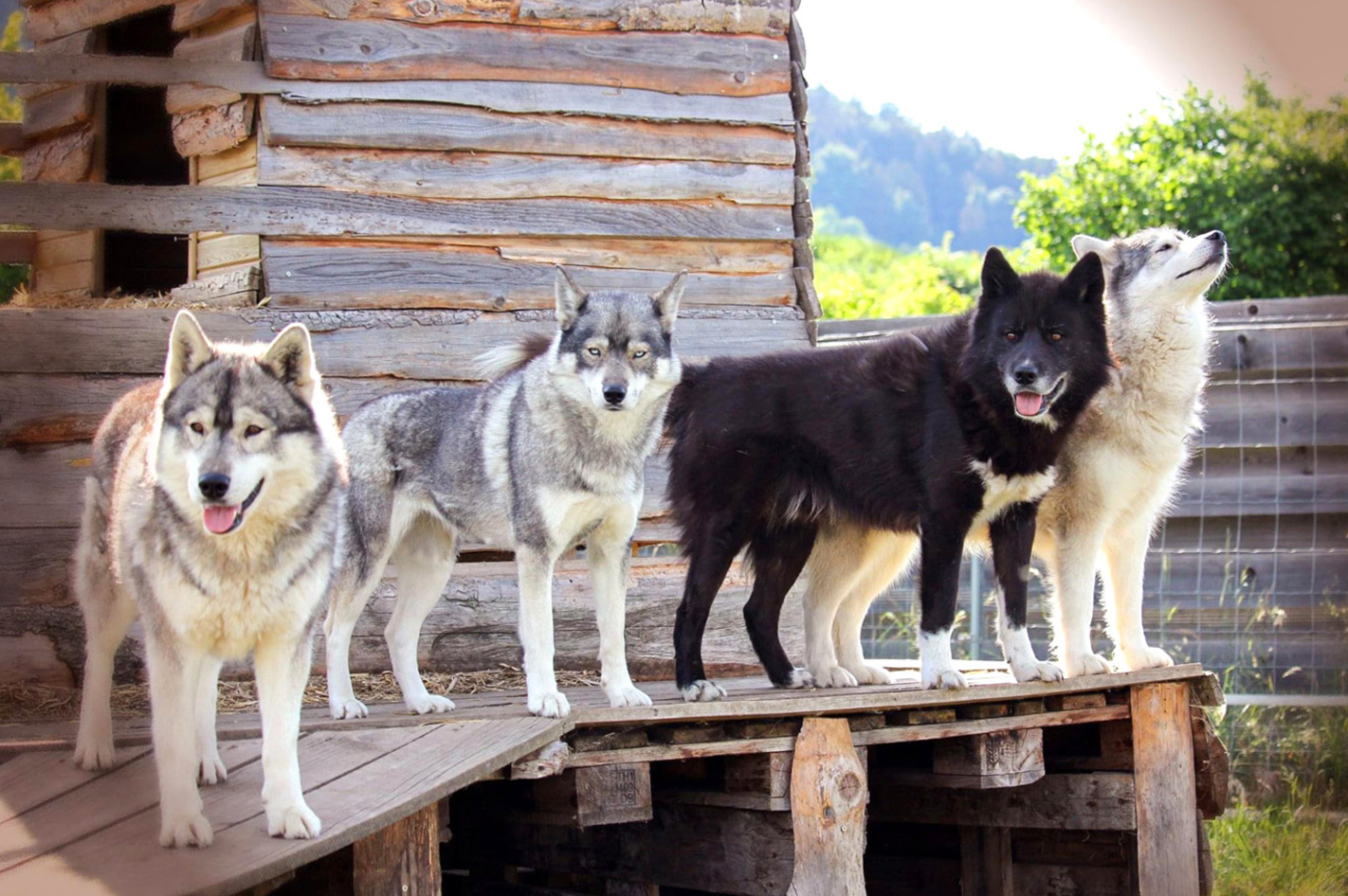 Husky Trekking Dietfurt a.d. Altmühl in Ca. 3 Stunden