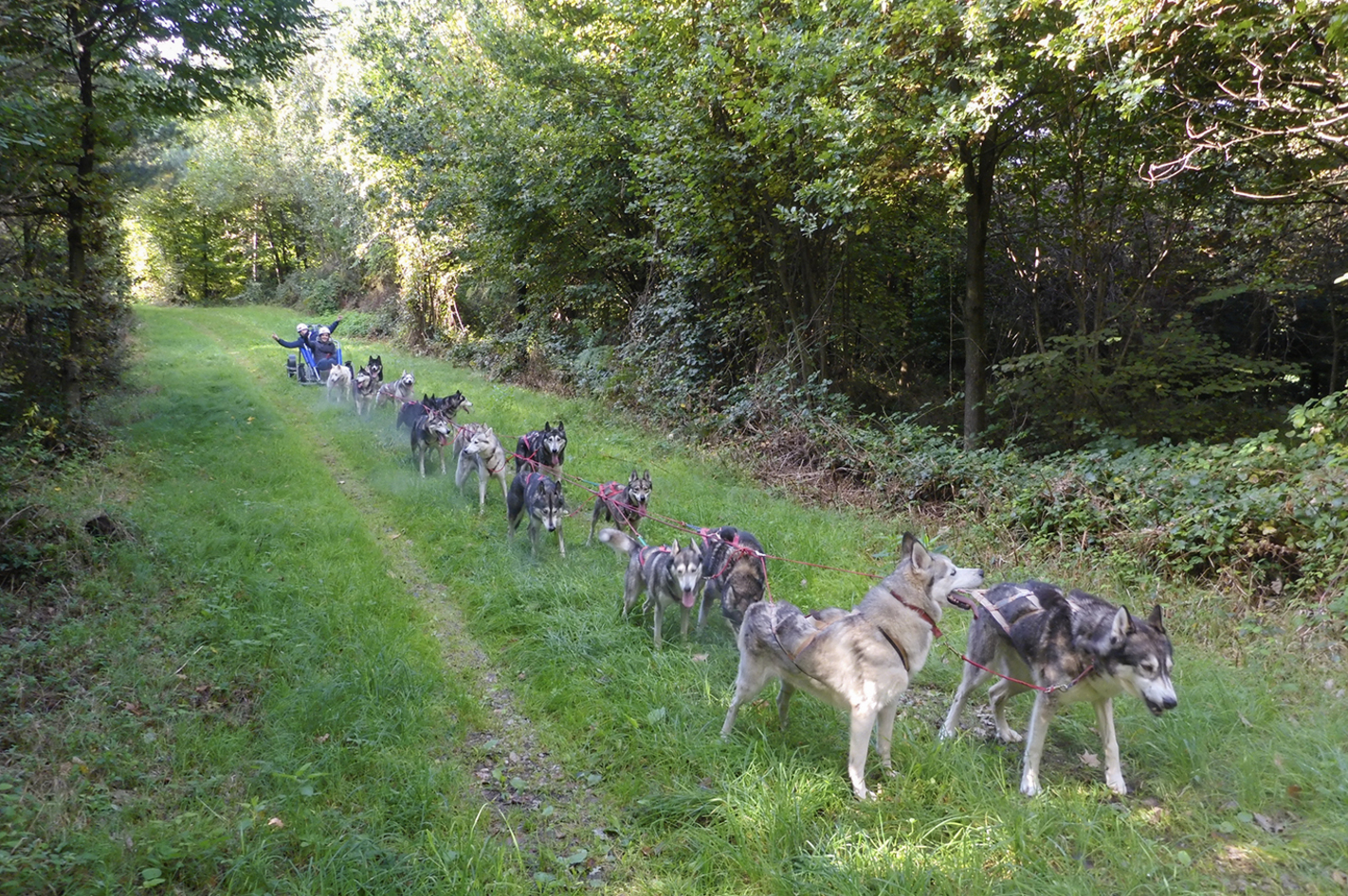 Husky Schlittenhundefahrt Ermenswil