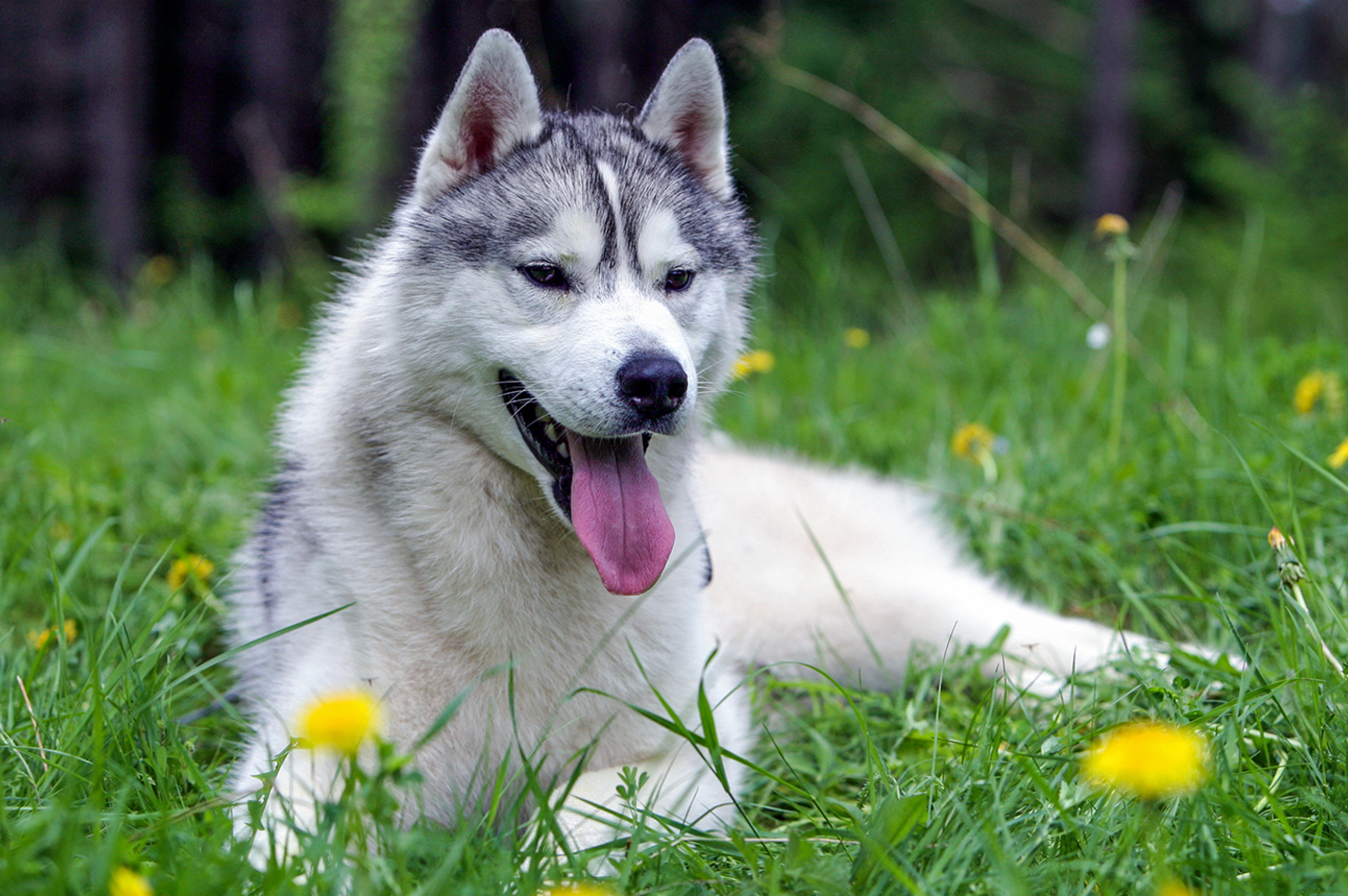 2 Tage Husky Sommercamp mit Outdoor-Übernachtung Raum Ulm für 2 inkl. Frühstück