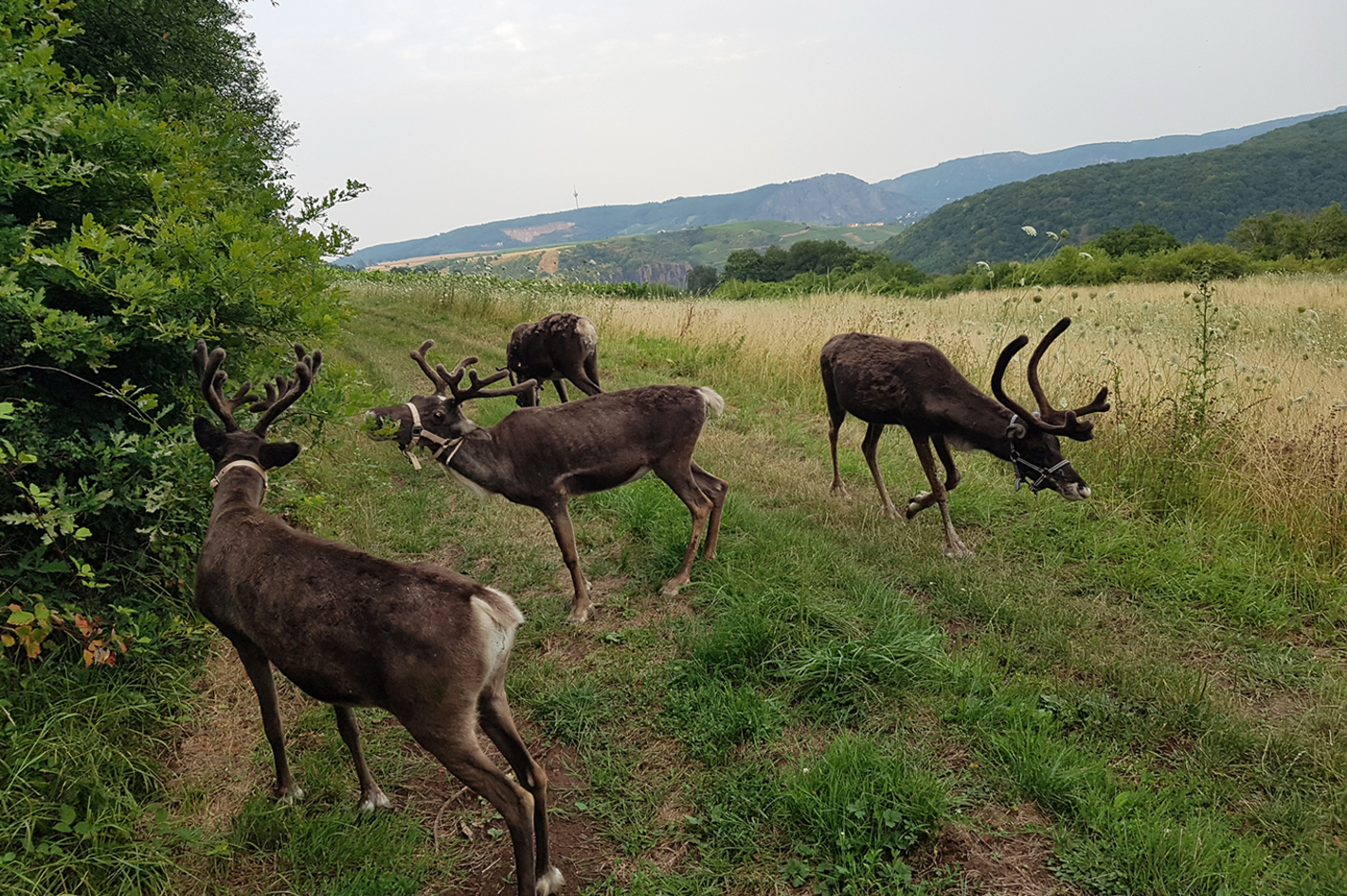 Rentier-Wanderung und Picknick Niederhausen für 2