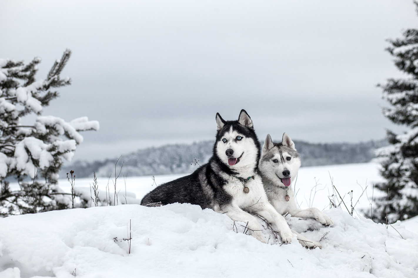 Husky Ausfahrt Trekking im Altmühltal