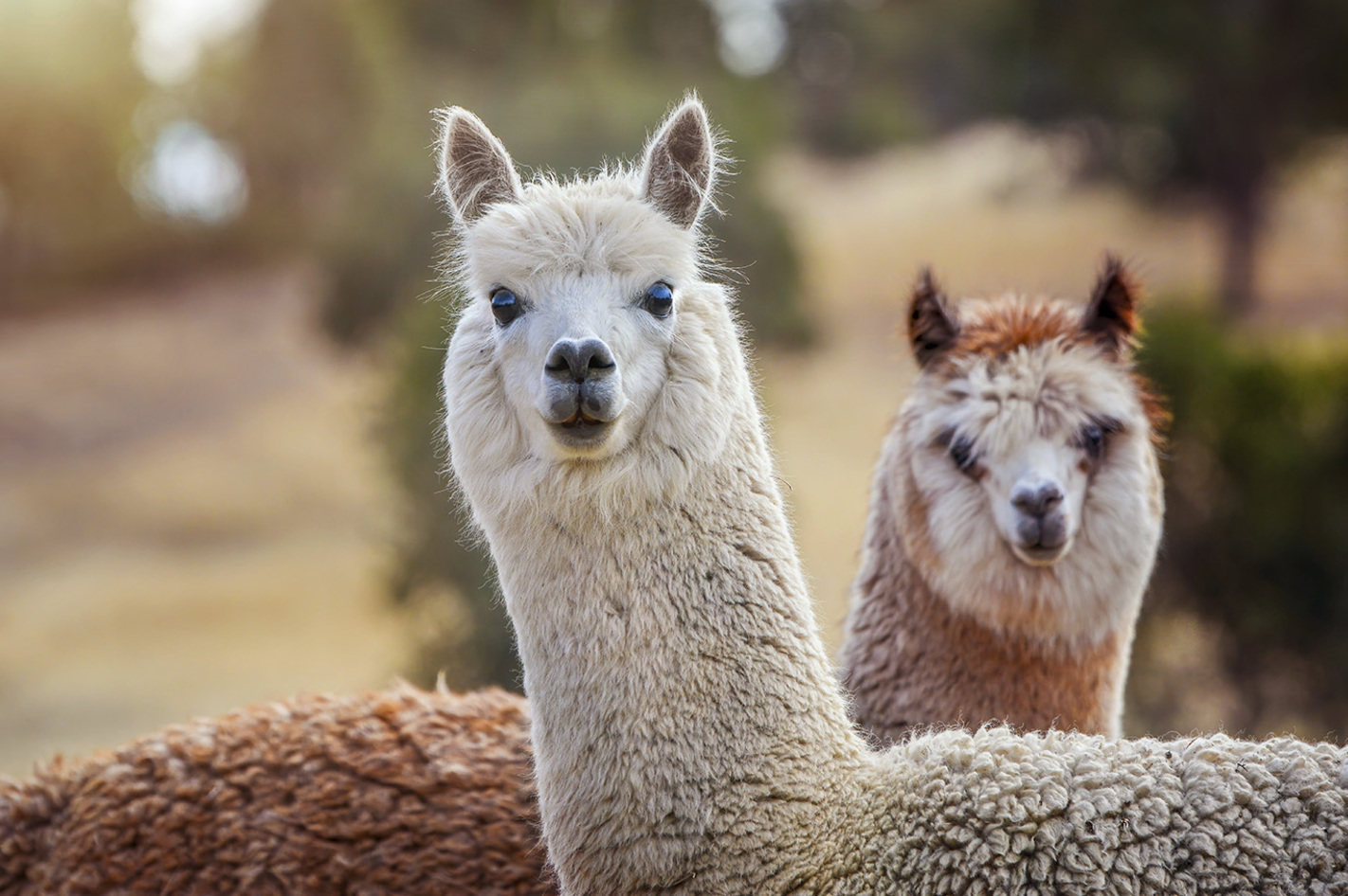 Lama- und Alpakawanderung