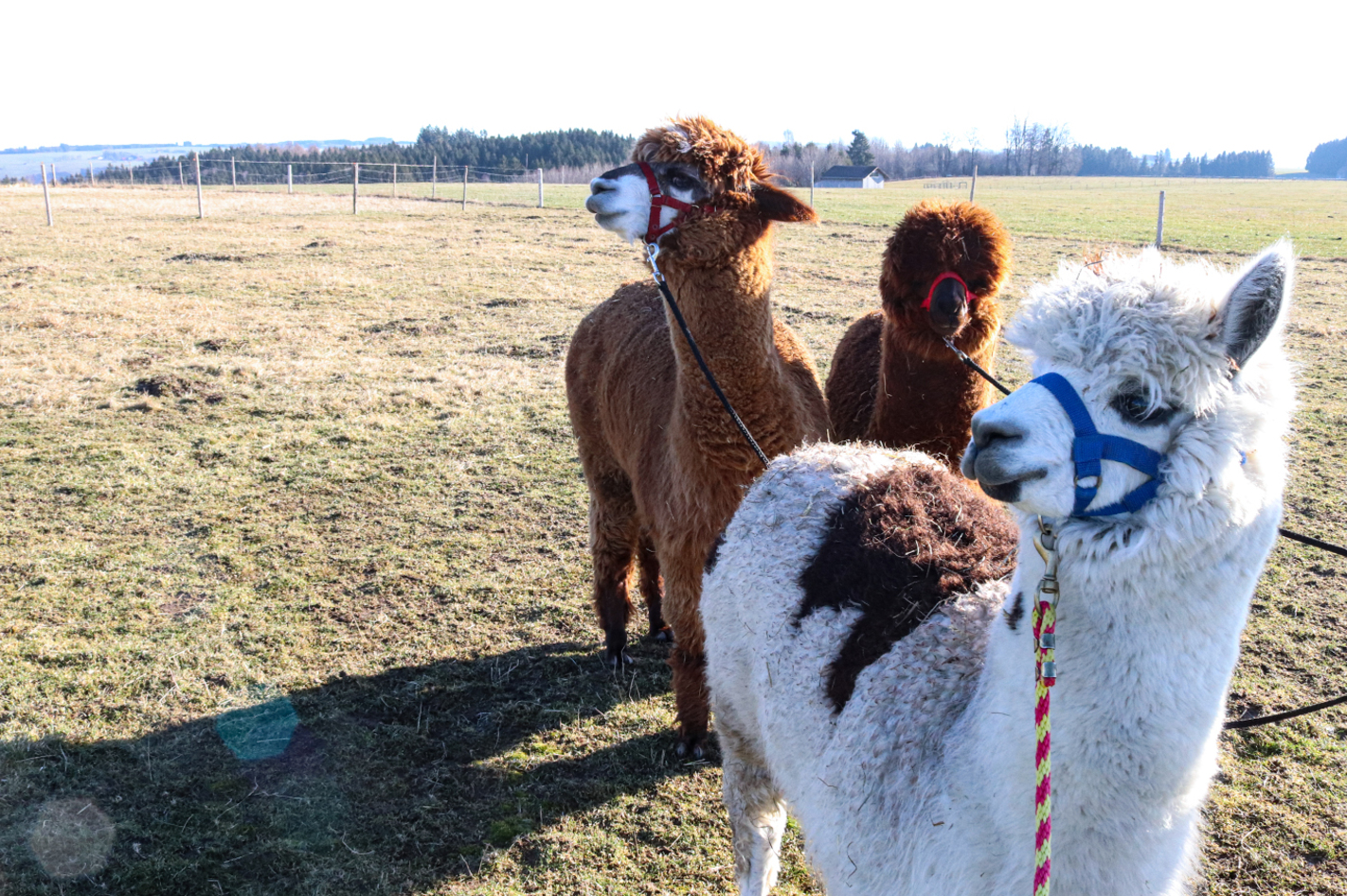 Lama- und Alpakawanderung