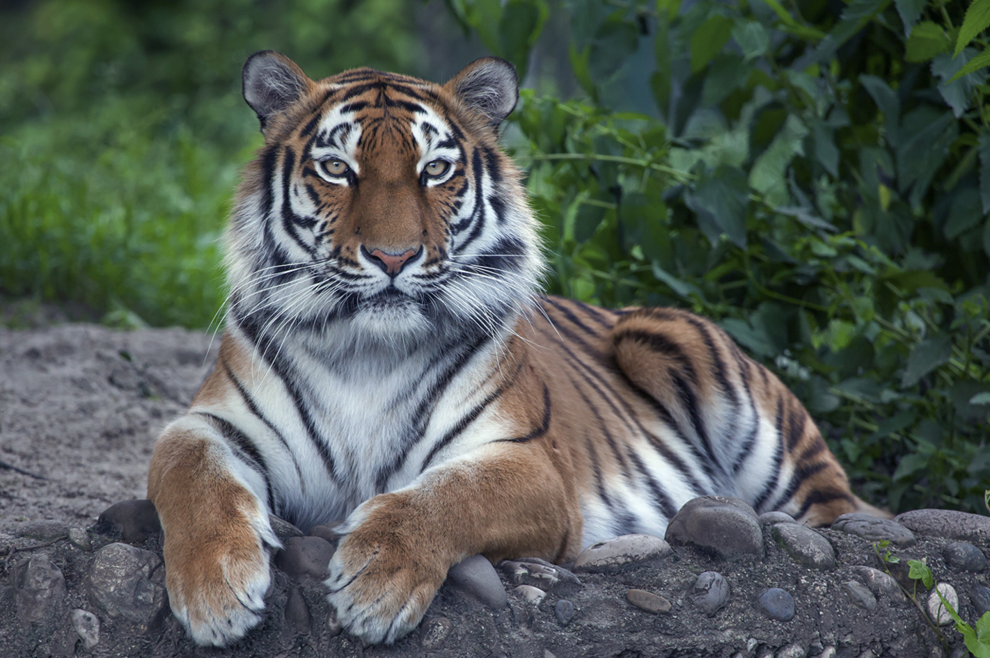 Löwen und Tiger füttern in Lüdinghausen (3,5 Stunden)