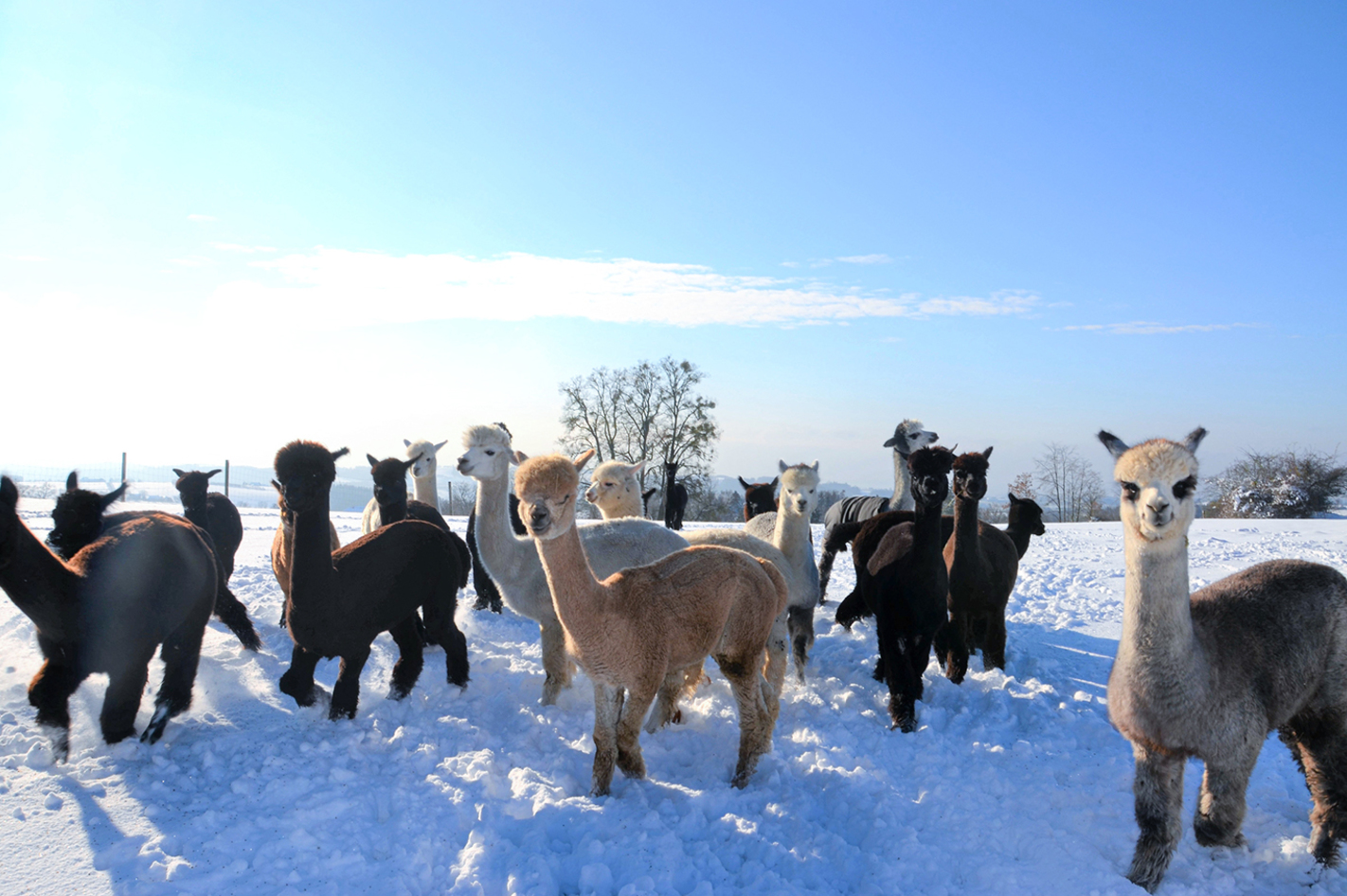 Alpaka Wanderung mit Glühwein