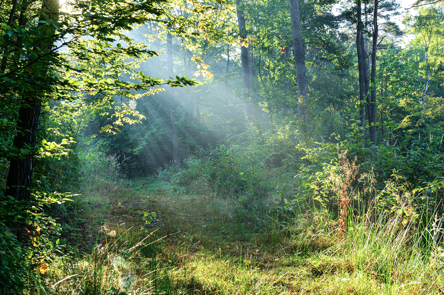 Walderlebnis Haßloch – Raus aus dem Alltag mit der Kraft der Bäume