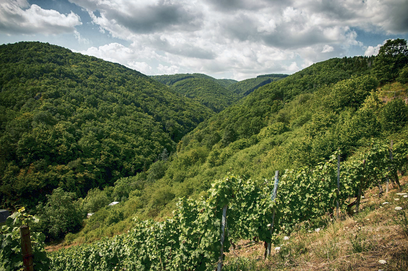 Weinbergwanderung Oberwesel