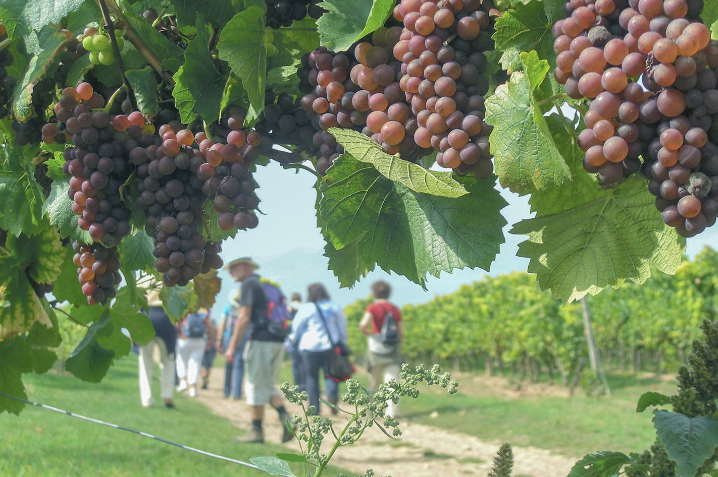 Weinbergwanderung Volxheim mit Verkostung