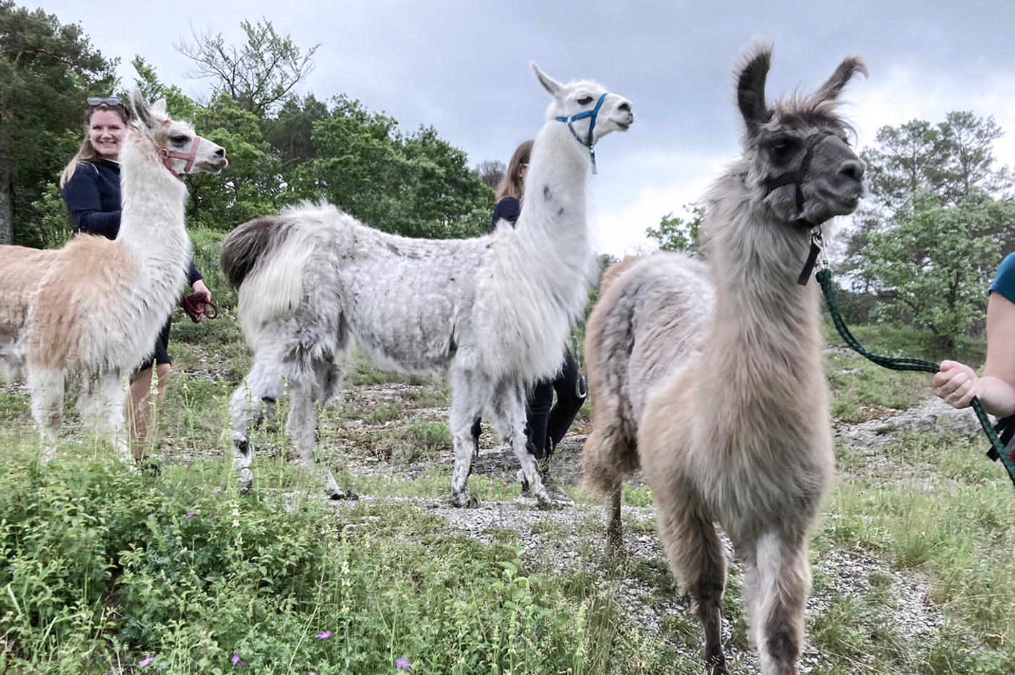 Lama Wanderung Picknick Retzstadt für 2