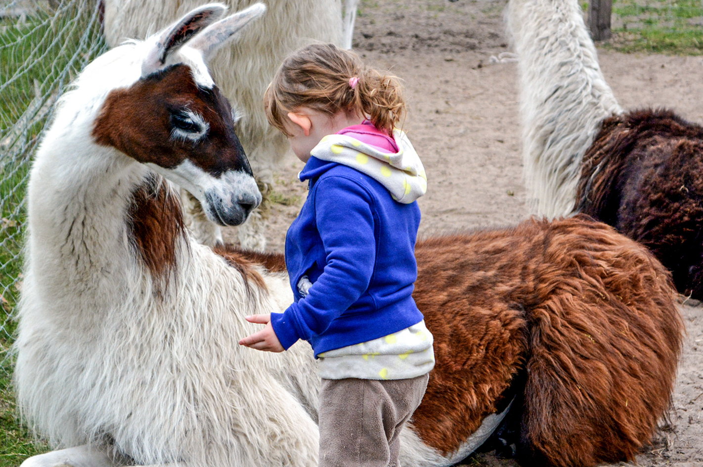 Lama und Alpaka Erlebnis Mittenwalde (1 2 Std.)