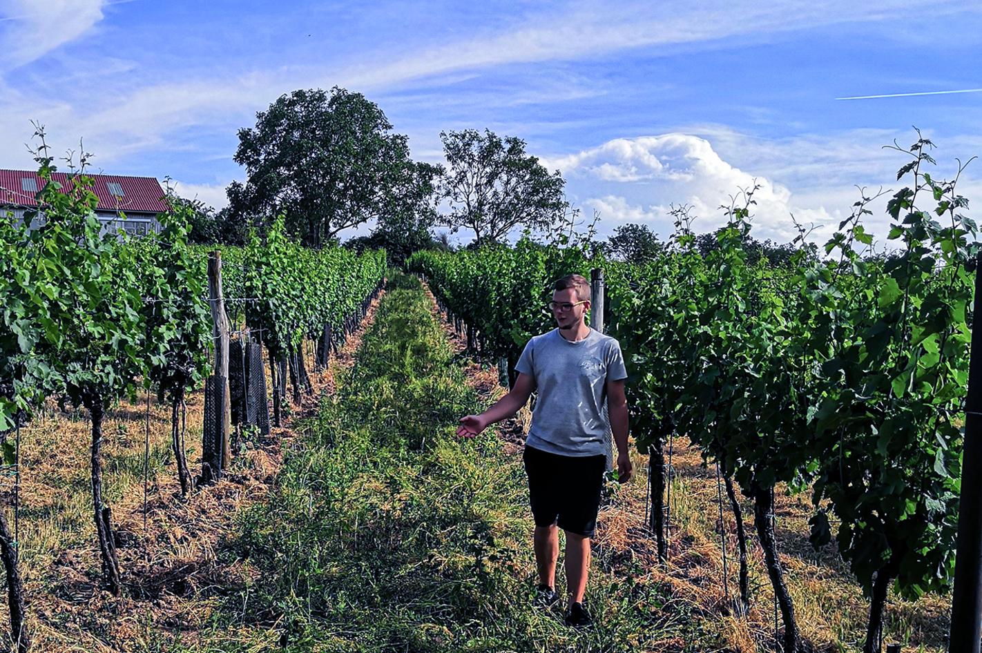 Weinbergwanderung Hohenruppersdorf