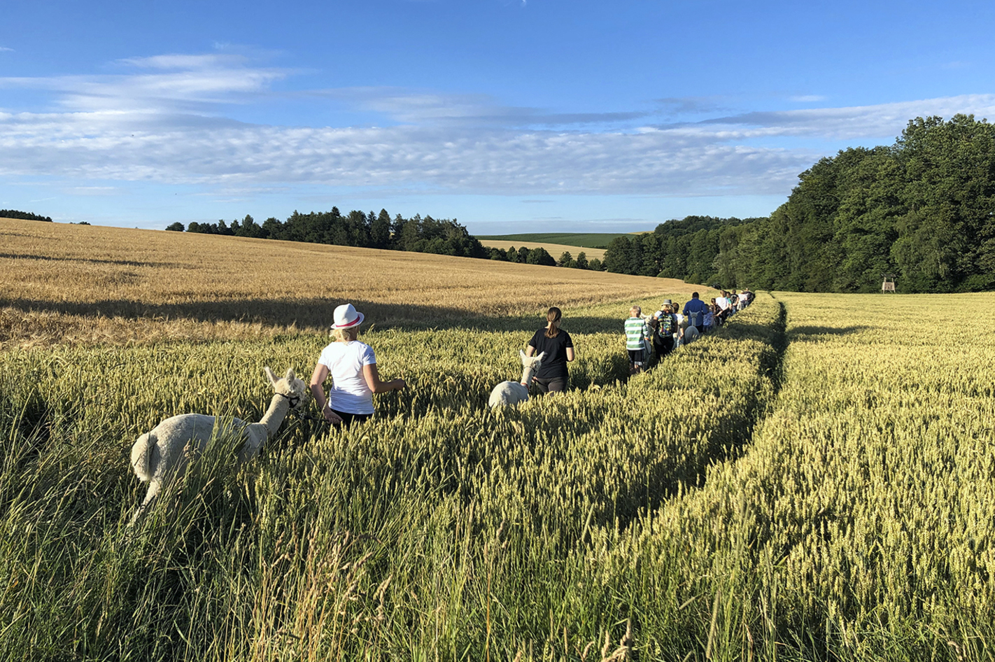 Alpaka Wanderung Raum Dachau (2,5 Std.) in Altomünster