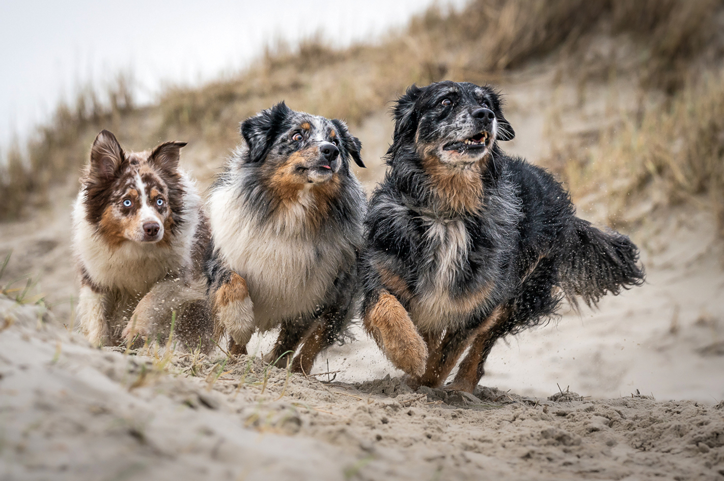 Hundeshooting Sankt Peter-Ording in Sankt Peter Ording