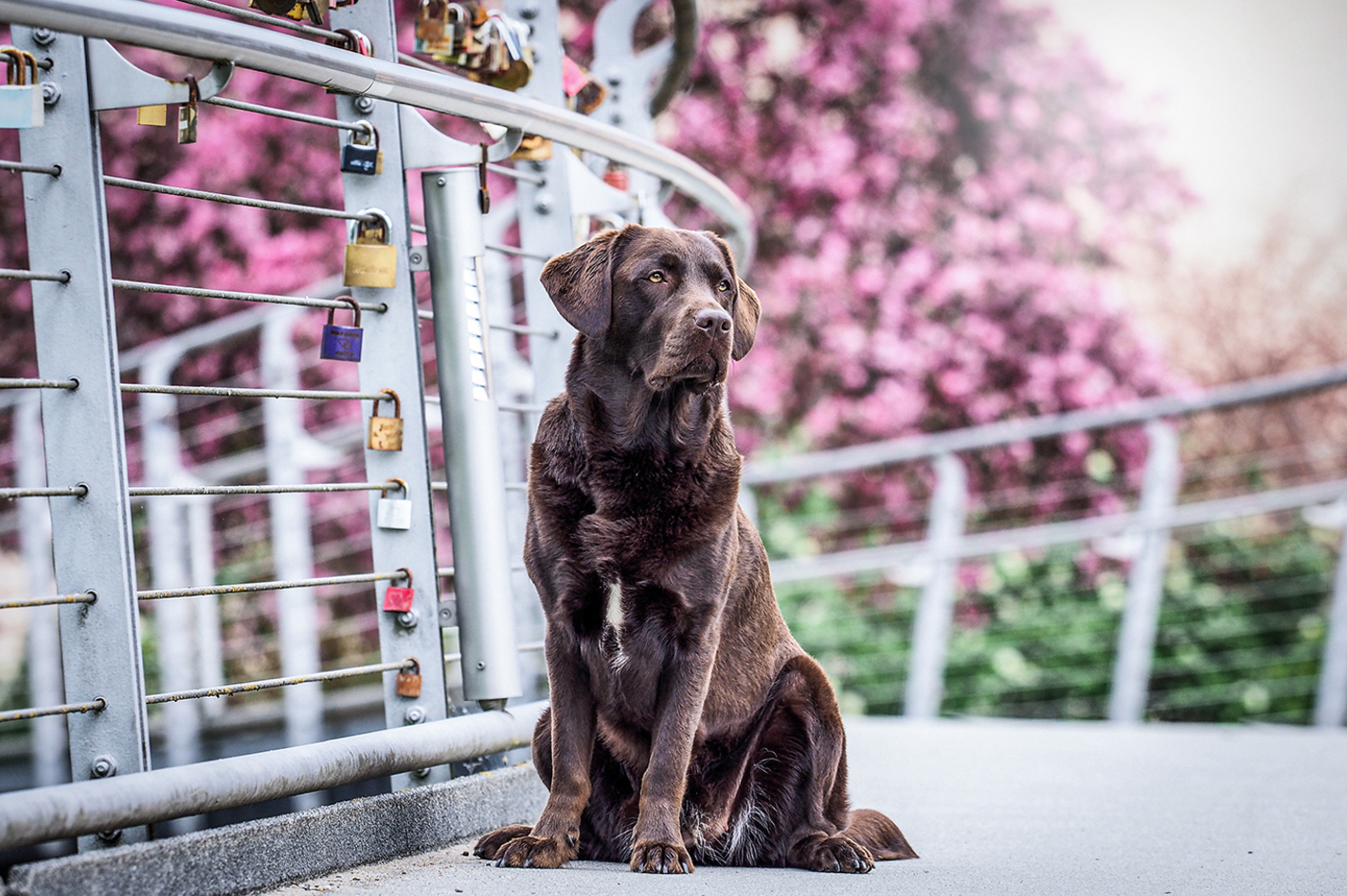 Hunde Fotoshooting Bad Kissingen (1,5 Std.)