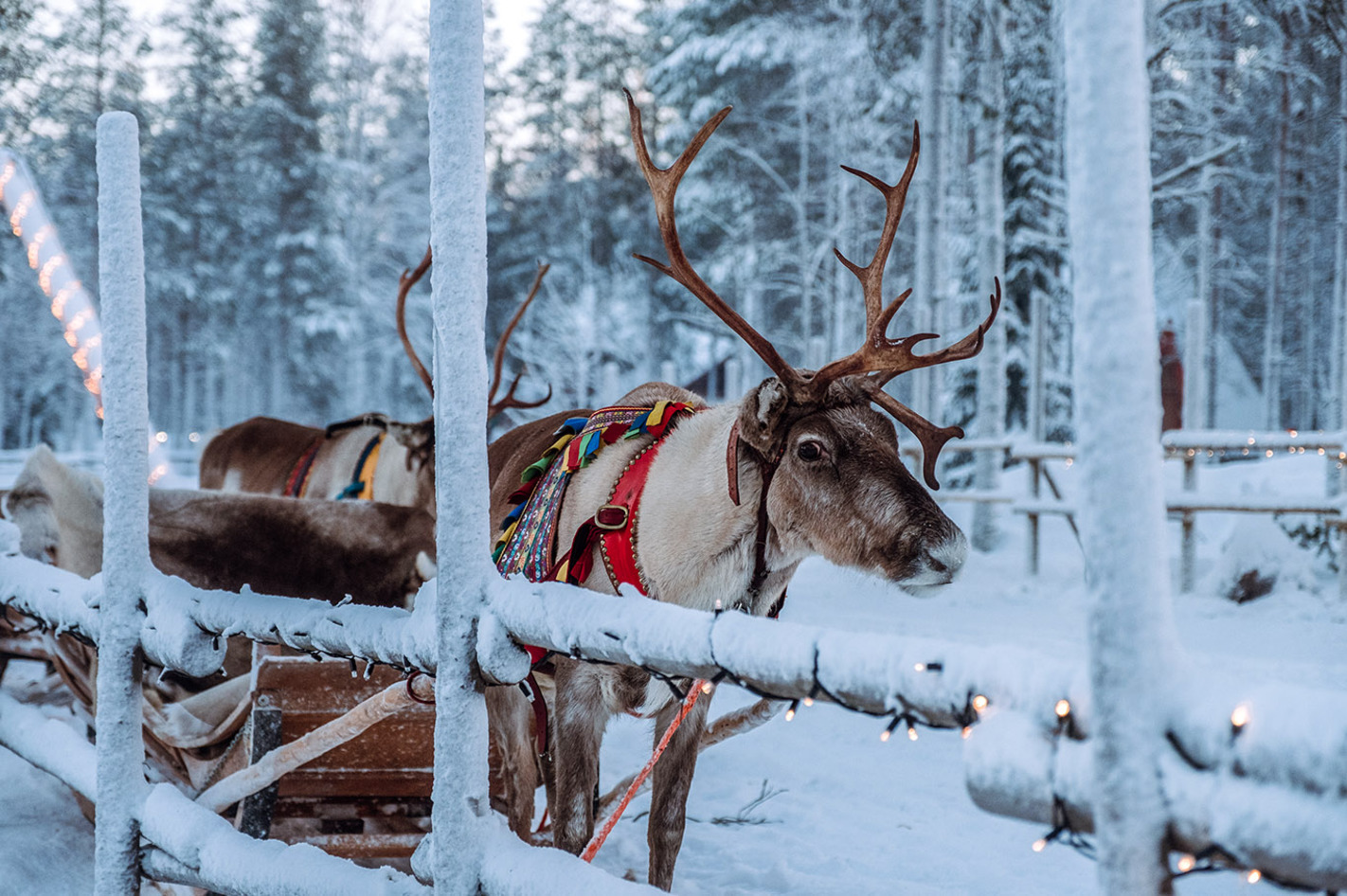Erlebnisreise Lappland für 2 (2 Nächte) – Frostiges Polarabenteuer in Lappland