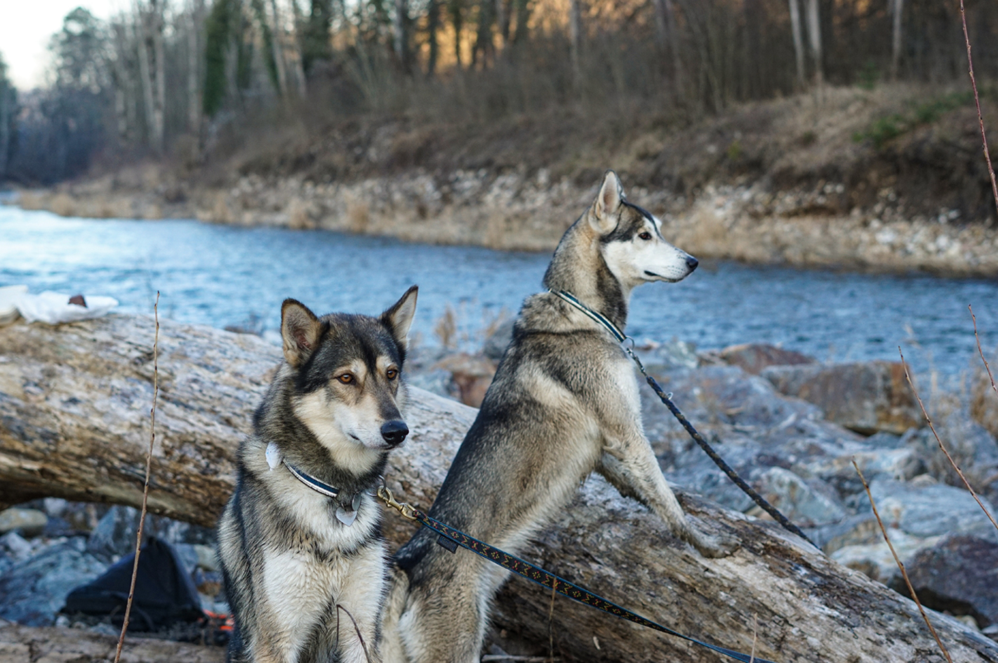 Husky Trekking im Schwarzwald