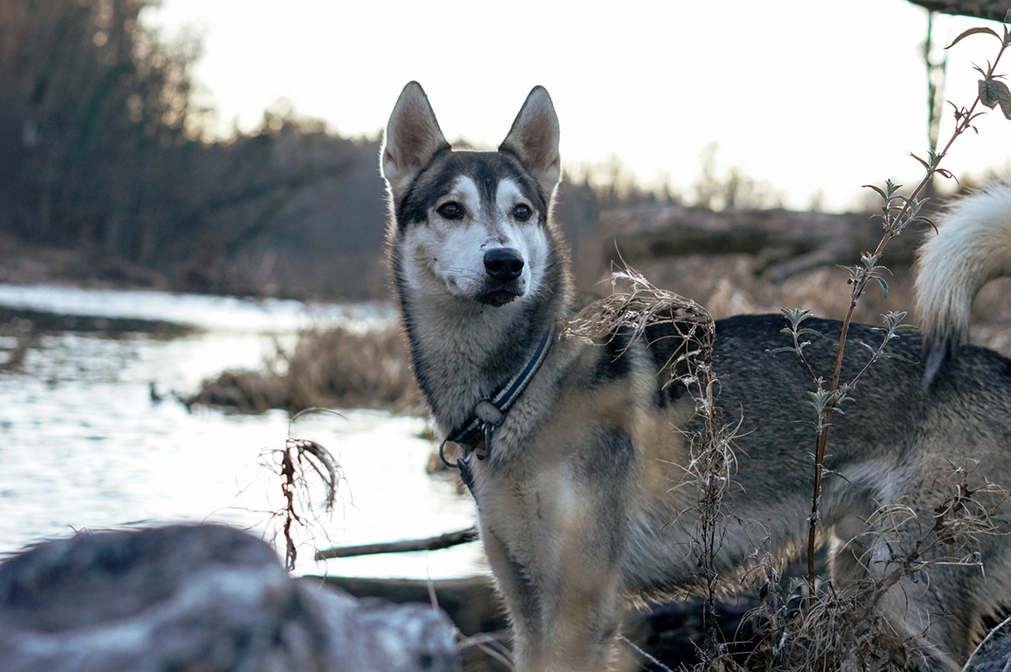 Husky Tagesausflug Bettmaringen in Stühlingen