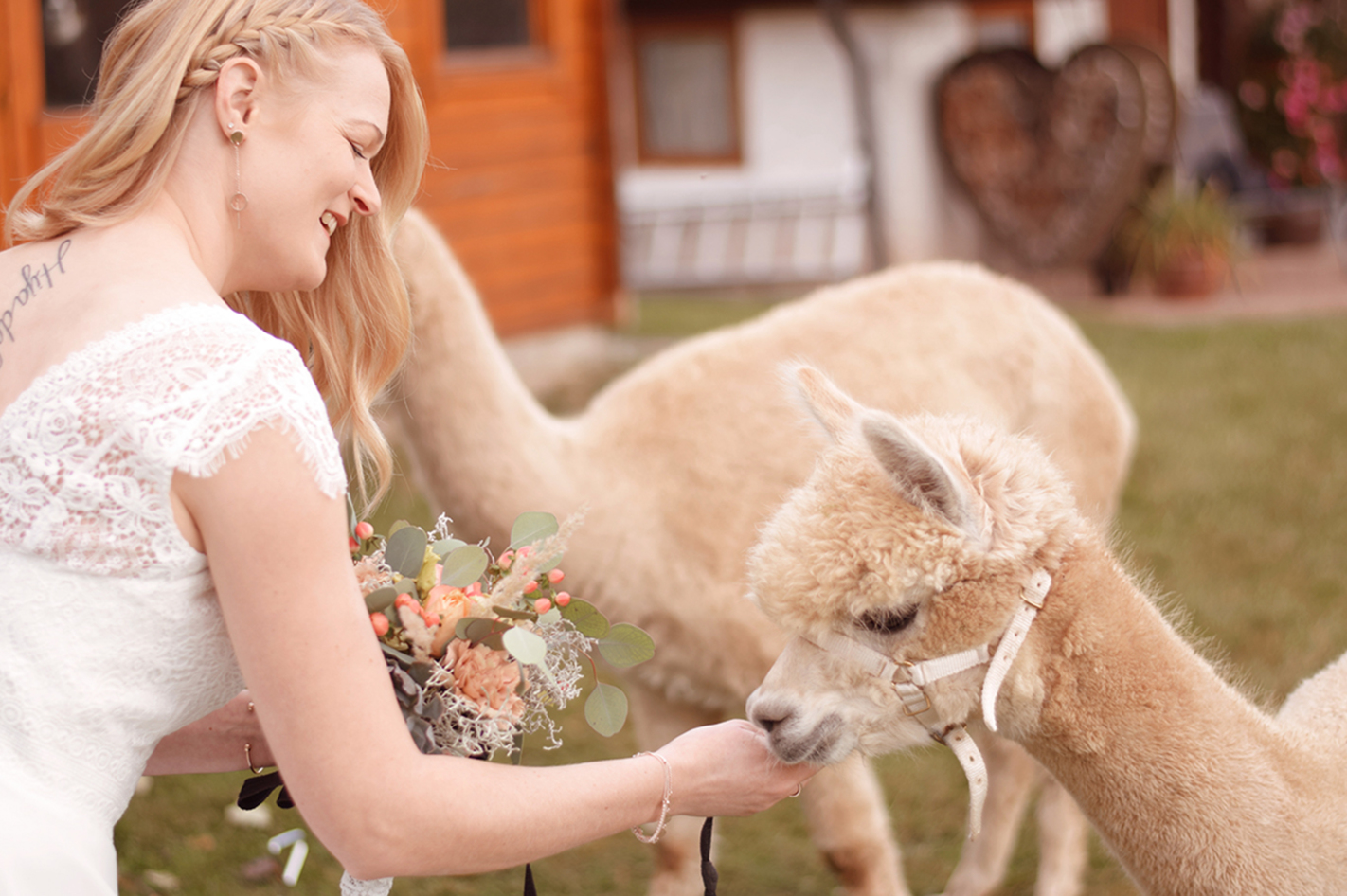 Alpaka Fotoshooting Bad Liebenzell