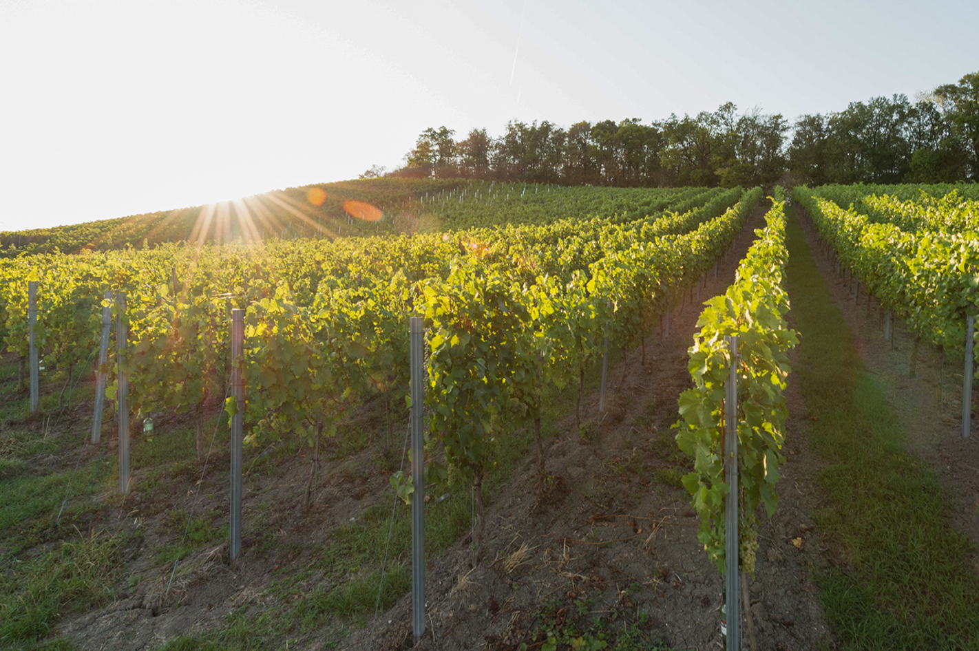 Weinbergwanderung Ulsenheim mit Verkostung und Brotzeit Markt Nordheim