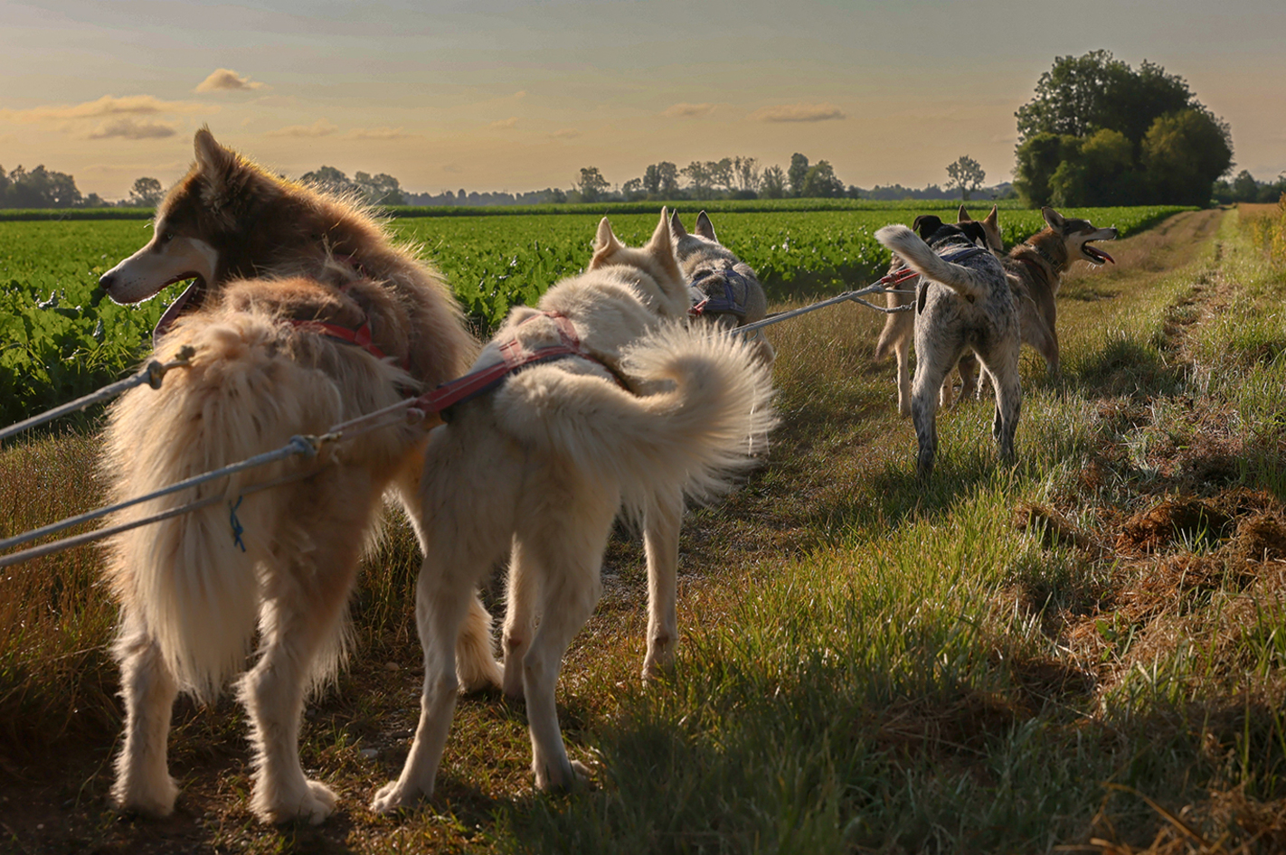 Huskyfahrten und Huskykurse