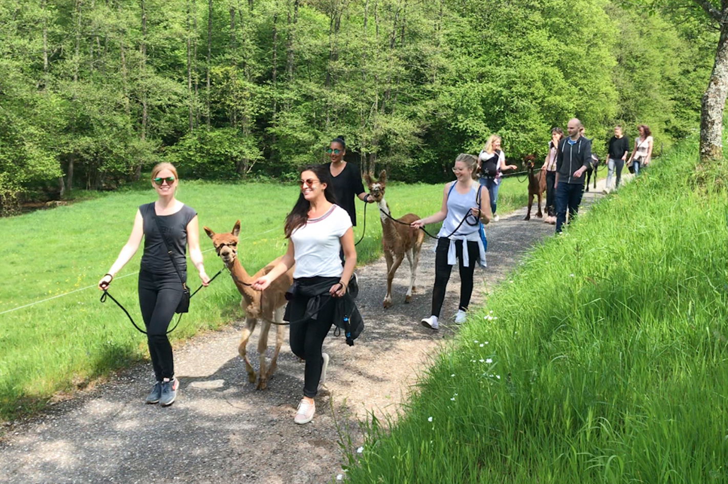 Alpaka Wanderung Neckar-Odenwald-Kreis in Neckargerach