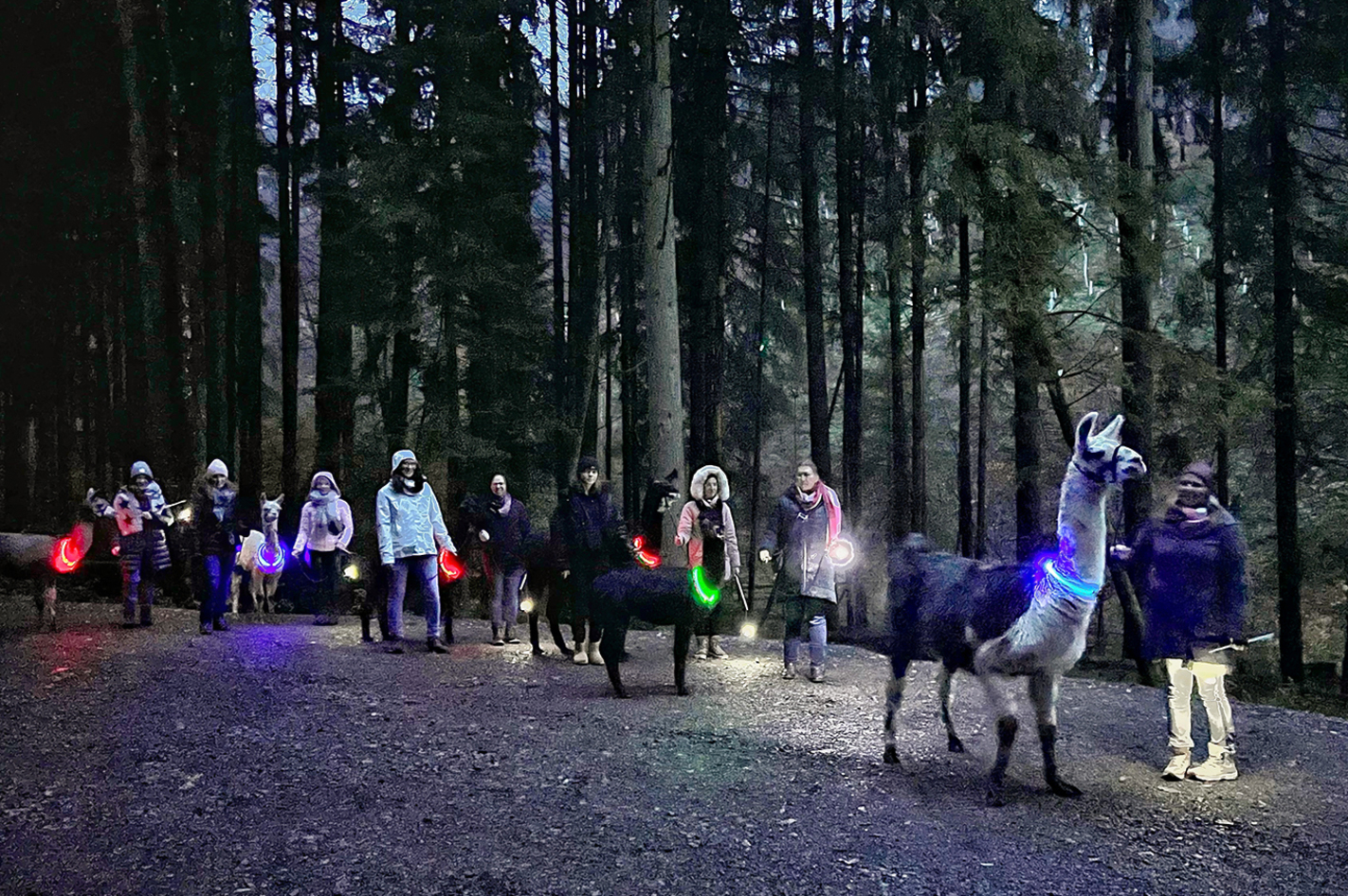 Laternenwanderung mit Alpakas für 2 Neckargerach