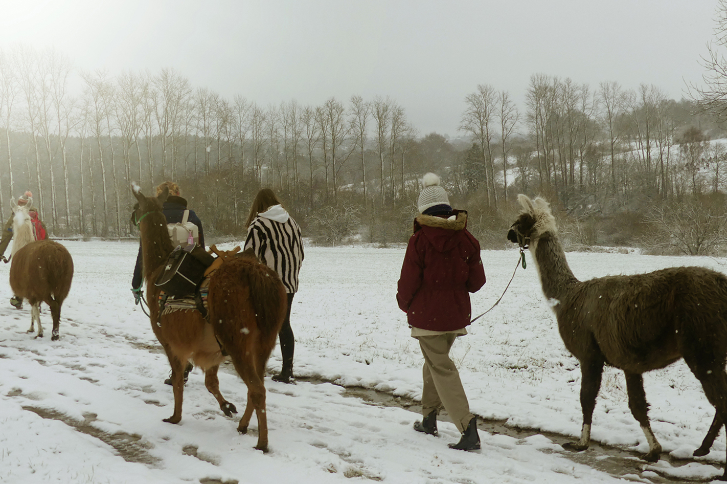 Alpaka Wanderung Eifel in Simmerath