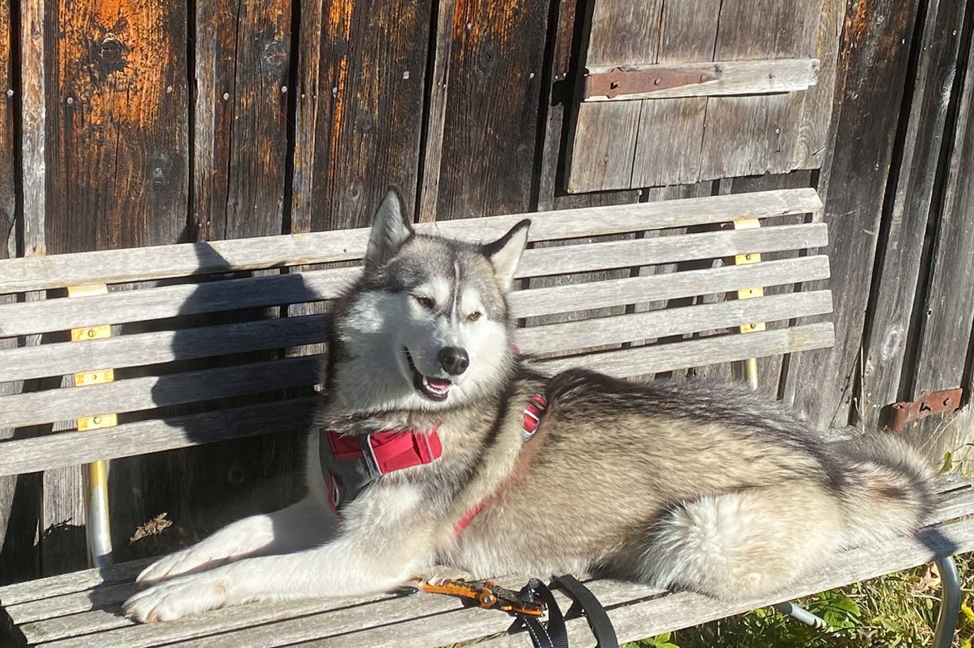 Wandern mit Huskies Raum Füssen in Schwangau