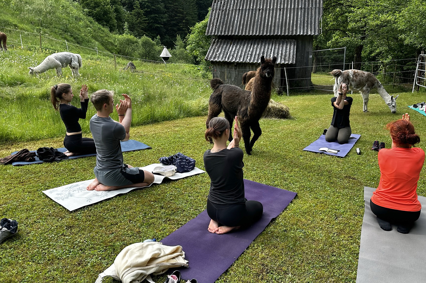 Lama Wanderung mit Yoga & Brunch