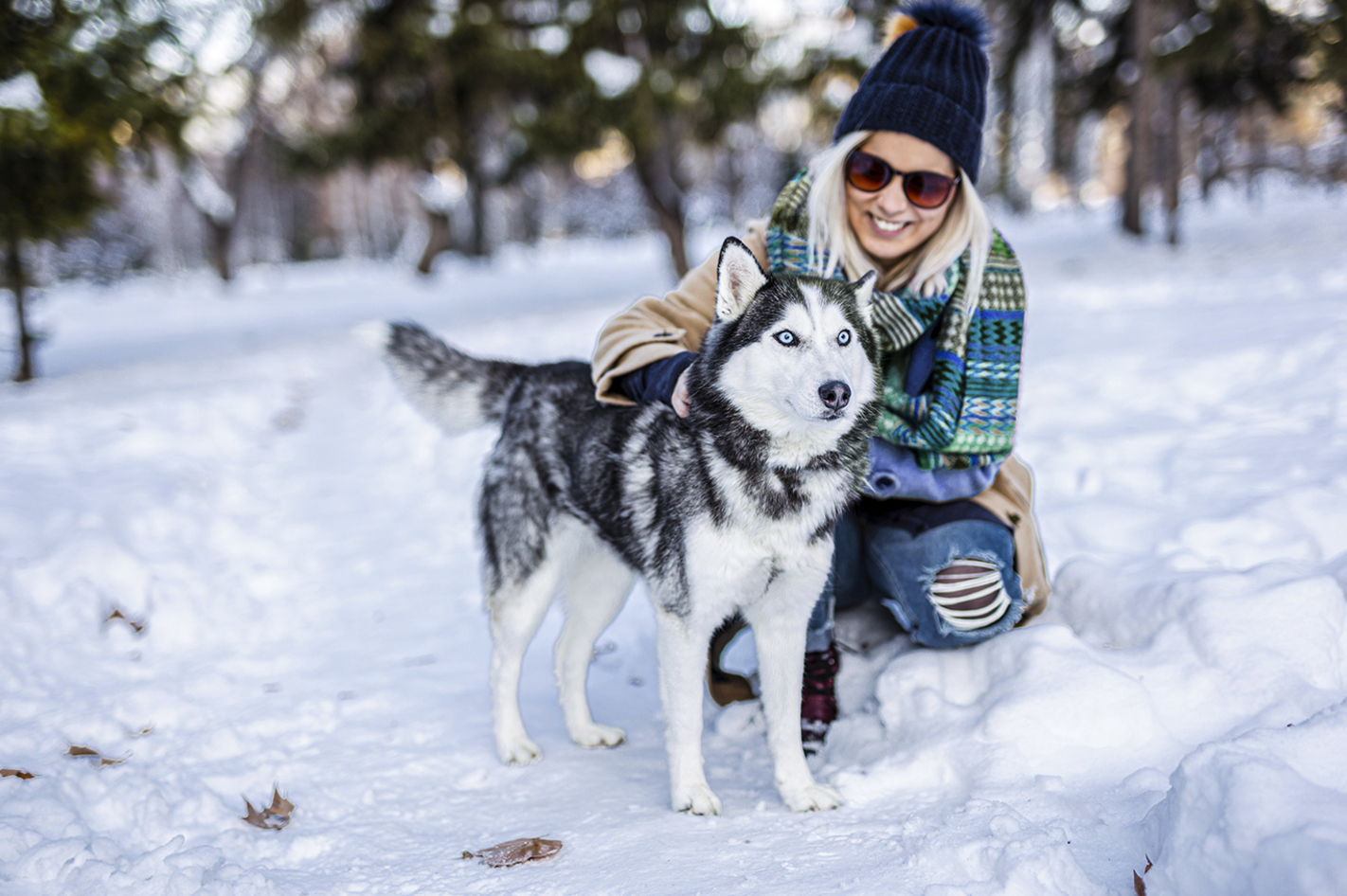 Familientag mit Huskies bei Deggendorf in Kollnburg