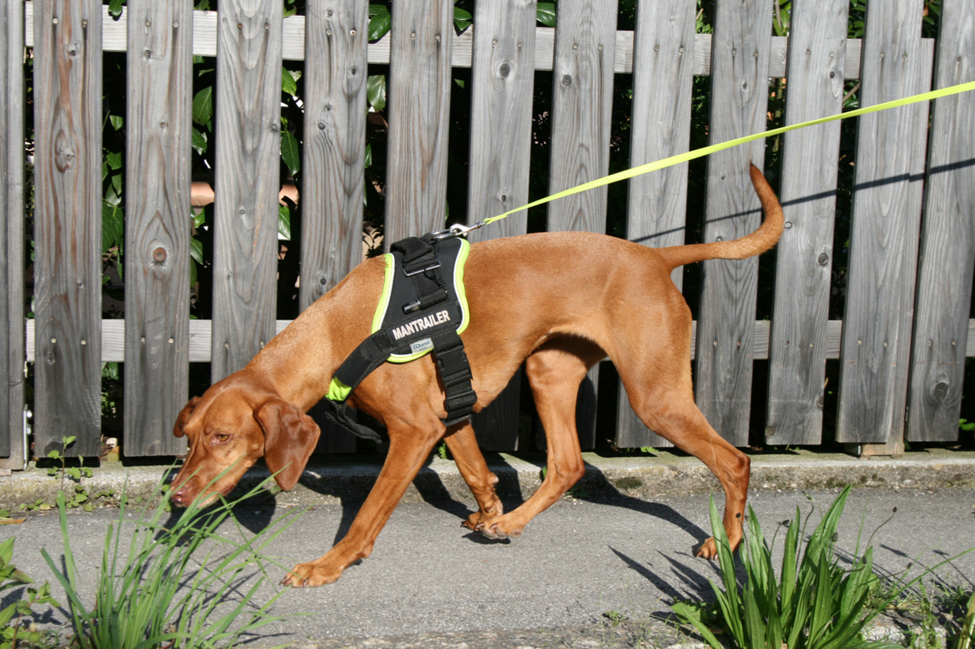 Hundeschule