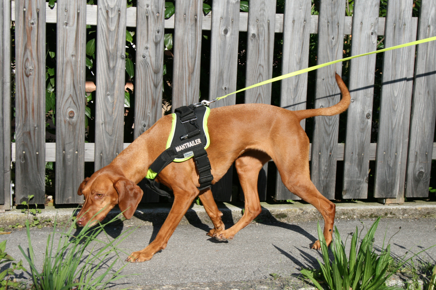 Suchhunde-Training in München